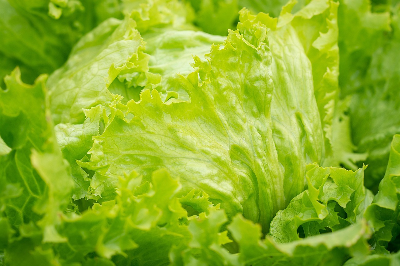 entdecken sie vegane produkte – hochwertige, rein pflanzliche angebote für eine bewusste ernährung. jetzt nachhaltige alternativen auswählen und vegan genießen!